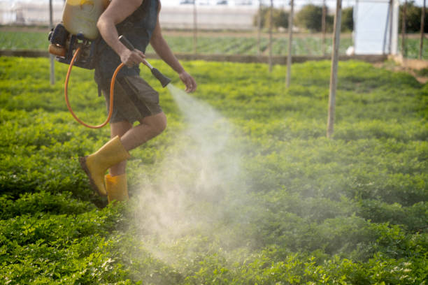 Best Pest Control for Homes  in Hallandale Beach, FL
