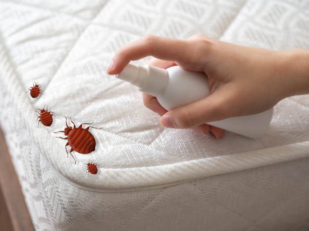 Best Insect Control  in Hallandale Beach, FL