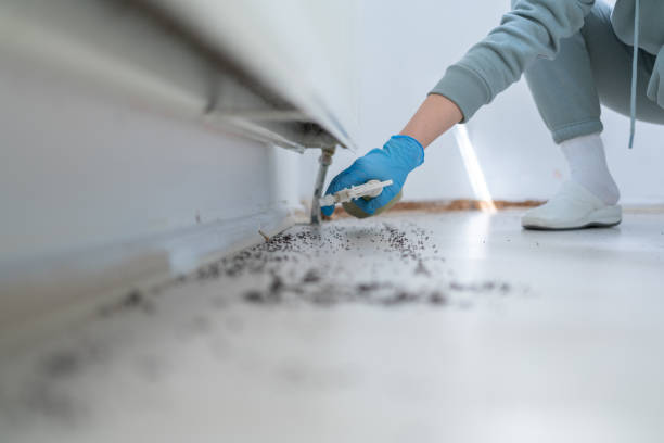Best Bed Bug Extermination  in Hallandale Beach, FL